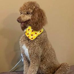 Poodles from M&M’s Poodles