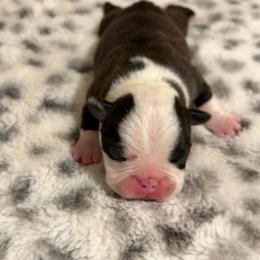 Miss marked male - Black brindle and white male Boston Terrier puppy in Madera Acres, California from Muggin Bostons Terriers and Mini Dachshund