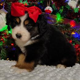 Sweet potato - Black tri female Miniature Australian Shepherd puppy in Muskogee, Oklahoma from Tagalong Lane Australian shepherds