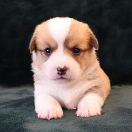 Uncle Sam - Red male Pembroke Welsh Corgi puppy in Arcanum, Ohio from Weissway Corgis
