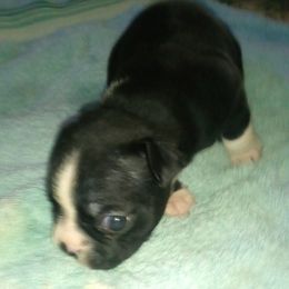 Boston Terrier Puppies from Got What You Need