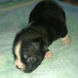 Boston Terrier Puppies from Got What You Need