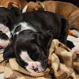 LIGHT BLUE - Brindle male Boxer puppy in Gloucester, Virginia from Keen Boxers