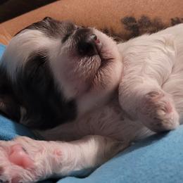 Bernedoodle Puppies from Daisy's Doodles