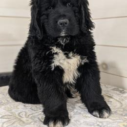 Beastly Boy - Black male Newfoundland puppy in Sugarcreek, Ohio from Wrinkles Rare Newfoundlands