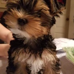 Yorkshire Terrier Puppies from Angela Coleman