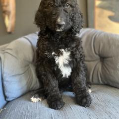 Goldendoodle Puppies from Amy’s Goldendoodles
