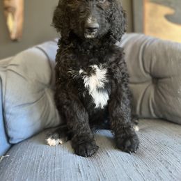 Goldendoodle Puppies from Amy’s Goldendoodles