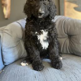 Goldendoodle Puppies from Amy’s Goldendoodles