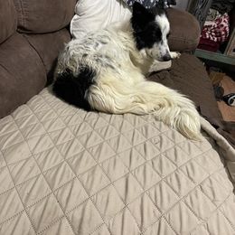Whip - Border Collie