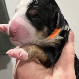 Sally Orange Girl - Tri-color female Bernedoodle puppy in The Woodlands, Texas from Gracie's Goldendoodles and Bernedoodles
