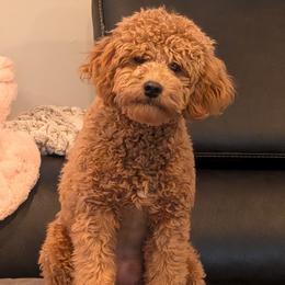 Maggie - Goldendoodle
