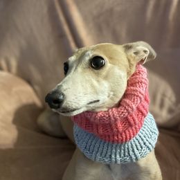 Olo  - Whippet