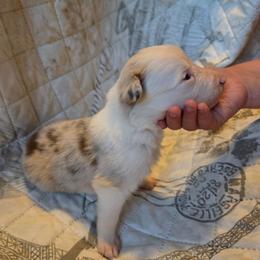 Ace - Red merle male Border Collie puppy in Watsontown, Pennsylvania from Kate Gresham