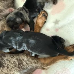 Dachshund Puppies from R & M Dachshunds