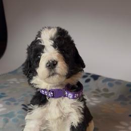 Jambalaya - Purple Collar - Black and white female Bernedoodle puppy in Carencro, Louisiana from Southern Bayou Poodles and Doodles