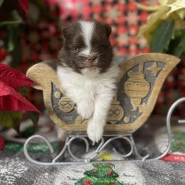 French Bulldog, Goldendoodle, Pomeranian, and Yorkshire Terrier Puppies from Dbos Furry Friends