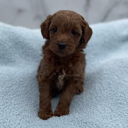 Pumpkin - Red  male Goldendoodle puppy in Kansas City, Kansas from Bella & Ivy’s Mini Goldendoodles of KC