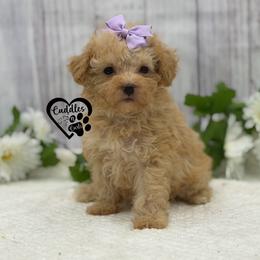 Dixie - Apricot female Poodle puppy in Nashville, Arkansas from Cuddles n Curls