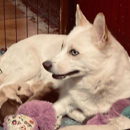 Sandy - American Eskimo Dog
