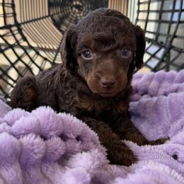Celeste - Brown female Poodle puppy in Lathrop, California from Stellar Poodles