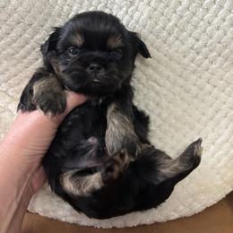 Buckeye - Black and tan male Shih Tzu puppy in Springboro, Ohio from Shih Tzus of Springboro LLC.