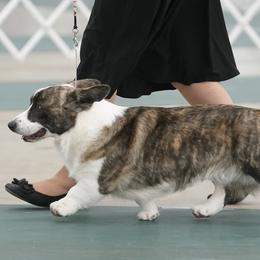 Cardigan Welsh Corgis from Mountain Paws Cardigan Welsh Corgis