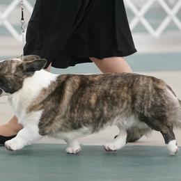 Cardigan Welsh Corgis from Mountain Paws Cardigan Welsh Corgis