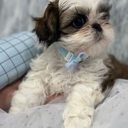 Shih Tzu Puppies from Bay Area Shih Tzu