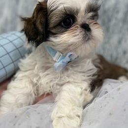 Shih Tzu Puppies from Bay Area Shih Tzu