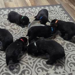 Newfoundland Black Female 1 - Black female Newfoundland puppy in Burfordville, Missouri from Umfleet Farms