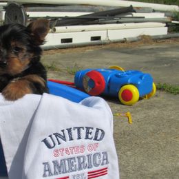 Yorkshire Terrier Puppies from Holy Terriers Yorkies