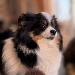 Pomeranian Puppies from BackRoad Pomeranians