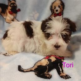 Tori - Parti female Miniature Schnauzer puppy in Midland, Texas from Shebbies Puppy Palace