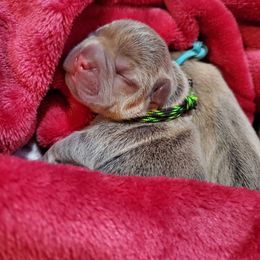 French Bulldog Puppies from Basket of love bulldogs