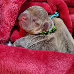 French Bulldog Puppies from Basket of love bulldogs
