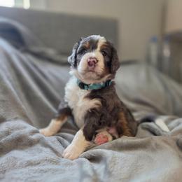 Peanut - Merle male Bernedoodle puppy in Mc Gaheysville, Virginia from Doting Doodles