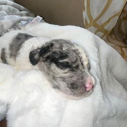 Yellow collar - Parti female Goldendoodle puppy in Sanderson, Florida from Serenity Goldendoodles