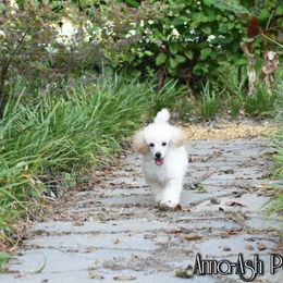 Poodle Puppies from Anna-Ash Poodles
