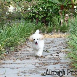 Poodle Puppies from Anna-Ash Poodles