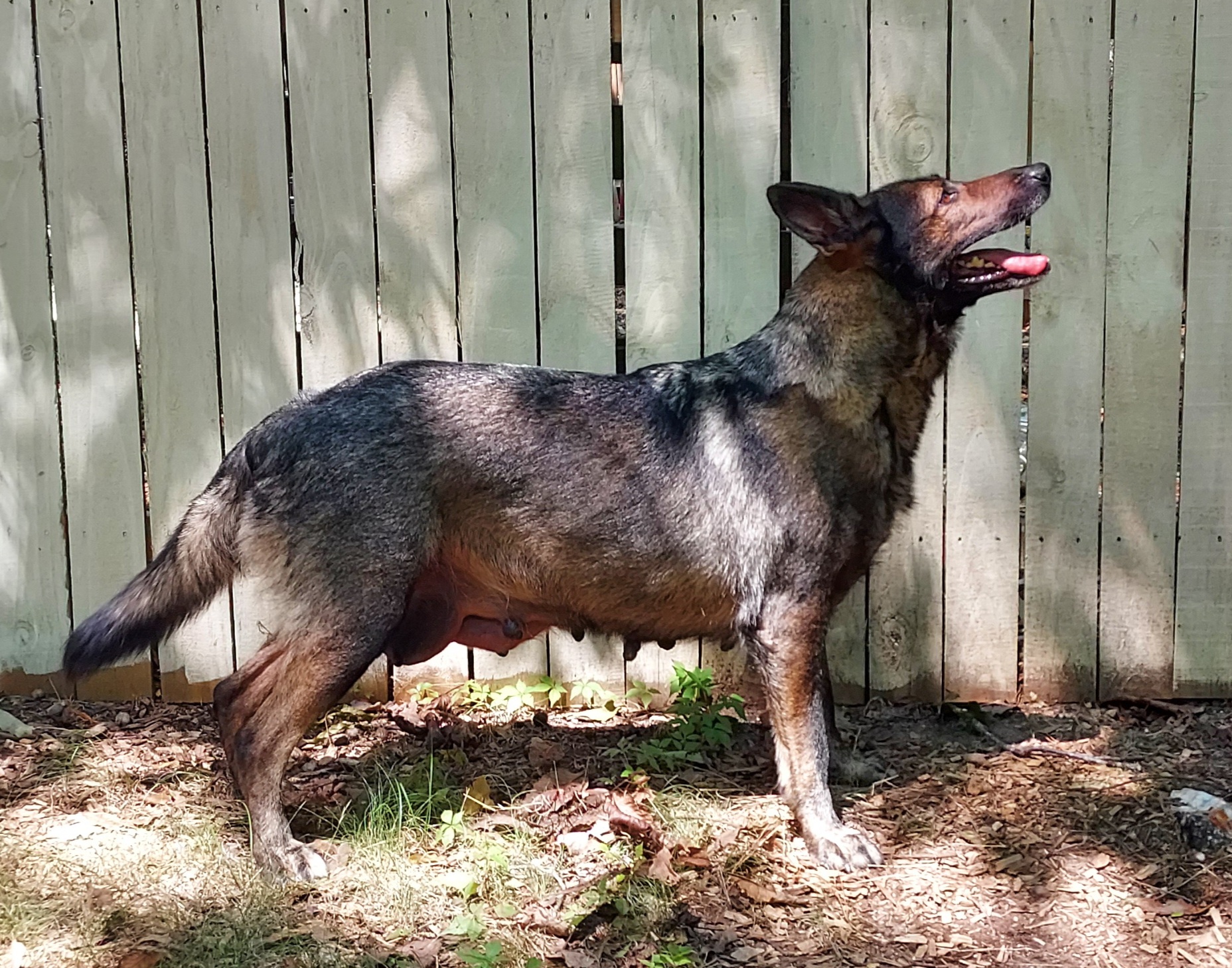Butler - German Shepherd