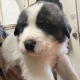 Great Pyrenees, Mastiff, and Pug Puppies from Pam’s Perfect Pugs & MasPyrs