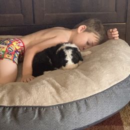 Goldendoodle and Sheepadoodle Puppies from The Farms Precious Doodles