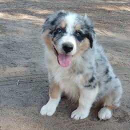 Australian Shepherds from JB RockN R Aussies