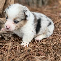 Blue Merle boy 1700 - Blue merle and white male American Corgi puppy in Nashville, Arkansas from Whisenhunt Farms