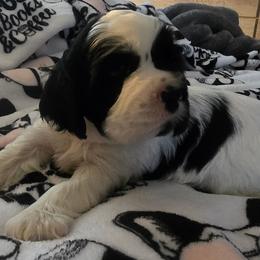 Storm - Black and white male Cocker Spaniel puppy in Florence, South Carolina from Reddick's American Cocker Spaniels