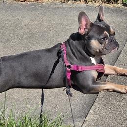 French Bulldogs from MarvelousFrenchies