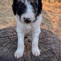 Sage - Phantom male Goldendoodle puppy in Redding, California from O’Hara  Doodles