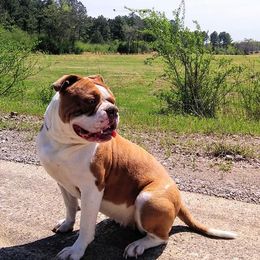 Alapaha Blue Blood Bulldogs from Baker's Acres