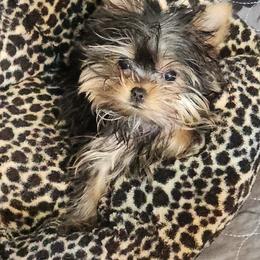 Tiny Tina - Black and tan female Yorkshire Terrier puppy in Pleasant City, Ohio from Country Yorkies